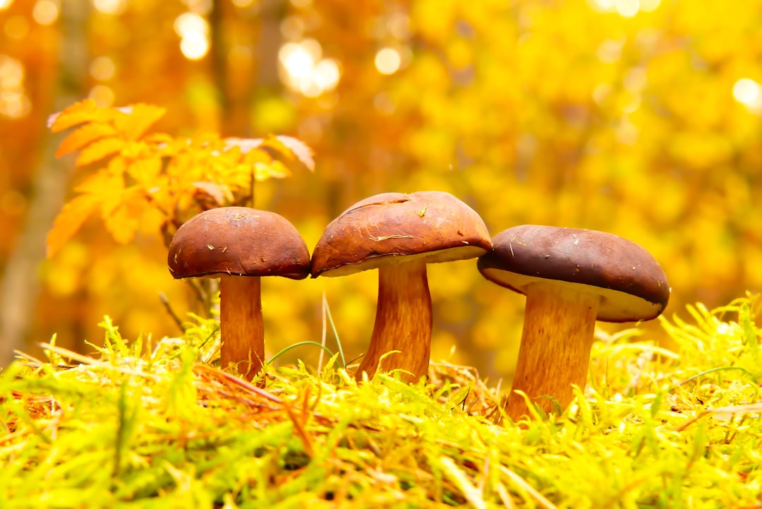 Photo Mushroom stamp